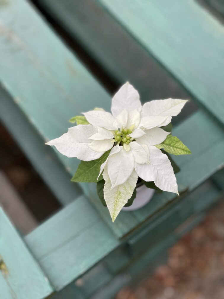 Zdjęcie rosliny doniczkowej Princettia Pure White, ujęcie 1