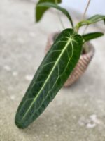 Zdjęcie rosliny doniczkowej Anthurium warocqueanum, ujęcie 2