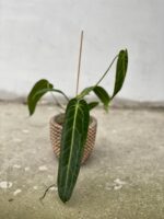 Zdjęcie rosliny doniczkowej Anthurium warocqueanum, ujęcie 4