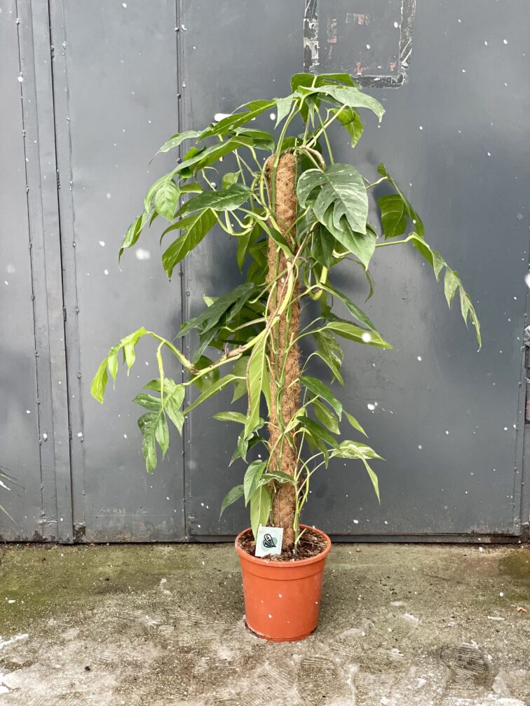 Zdjęcie rosliny doniczkowej Epipremnum pinnatum albo variegata 1, ujęcie 2