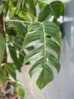 Zdjęcie rosliny doniczkowej Epipremnum pinnatum albo variegata 1, ujęcie 3