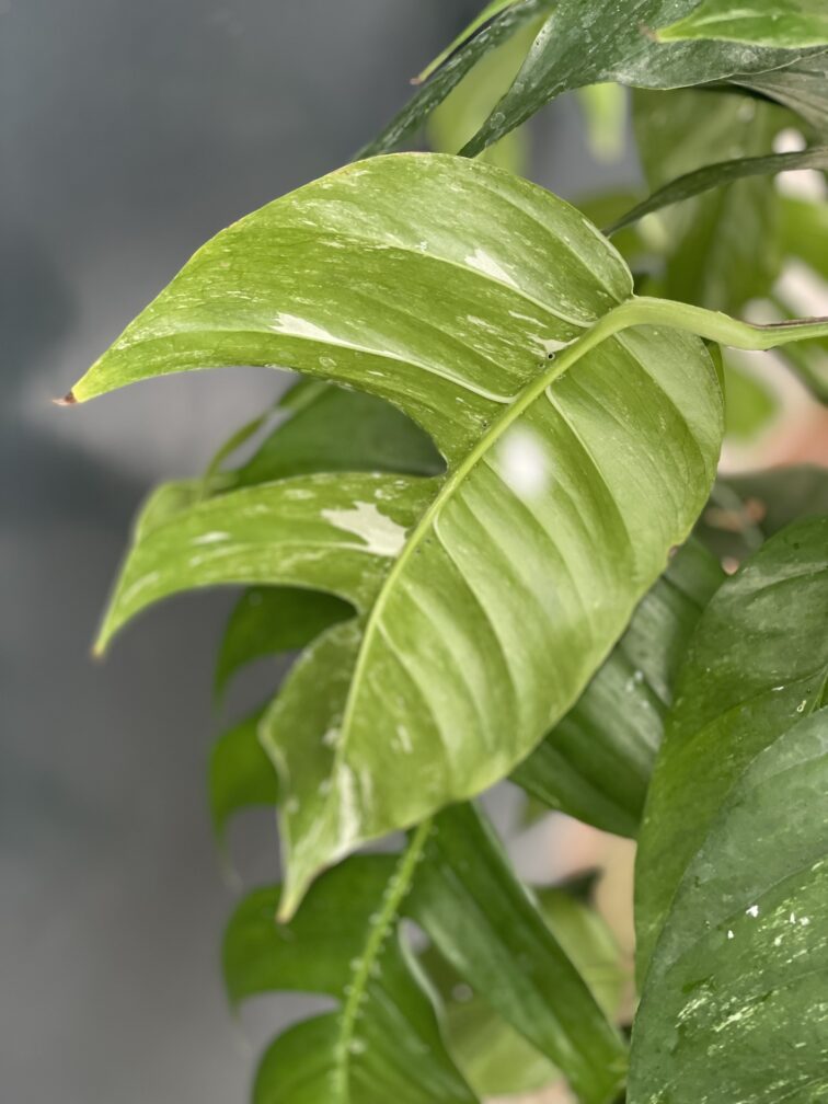 Zdjęcie rosliny doniczkowej Epipremnum pinnatum albo variegata 1, ujęcie 5