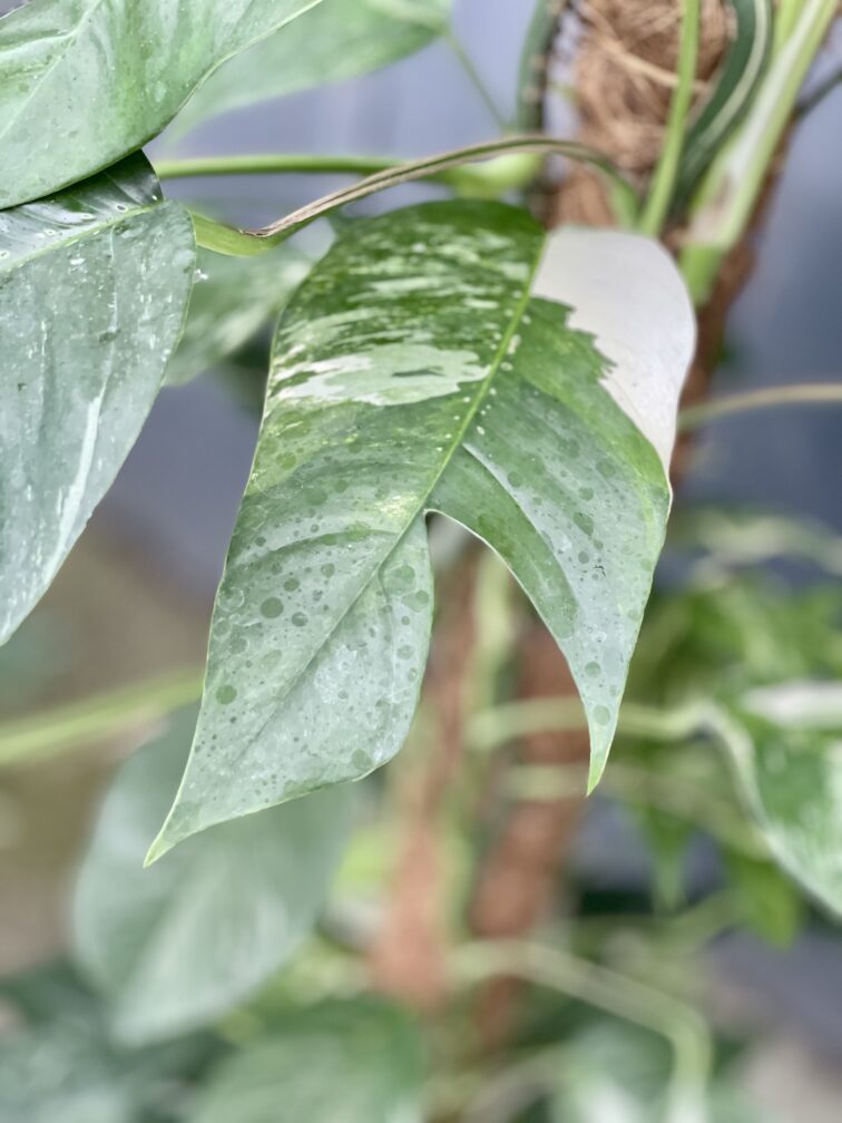 Zdjęcie rosliny doniczkowej Epipremnum pinnatum albo variegata 2, ujęcie 3