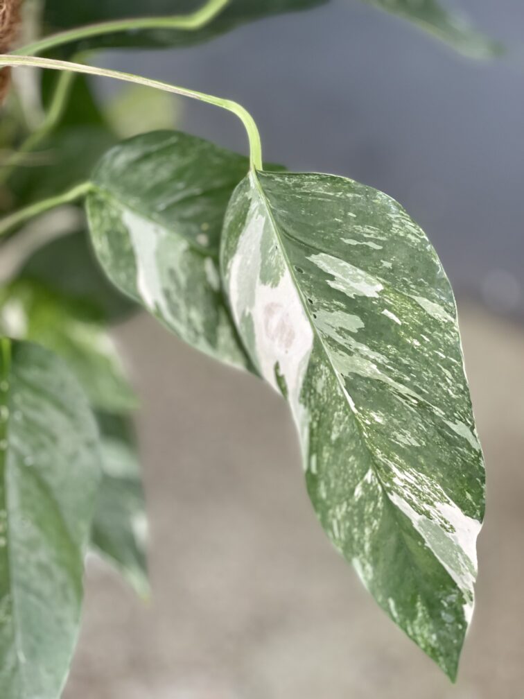 Zdjęcie rosliny doniczkowej Epipremnum pinnatum albo variegata 2, ujęcie 4