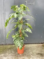 Zdjęcie rosliny doniczkowej Epipremnum pinnatum albo variegata 2, ujęcie 5