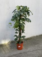Zdjęcie rosliny doniczkowej Epipremnum pinnatum albo variegata, ujęcie 1