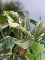 Zdjęcie rosliny doniczkowej Epipremnum pinnatum albo variegata, ujęcie 2