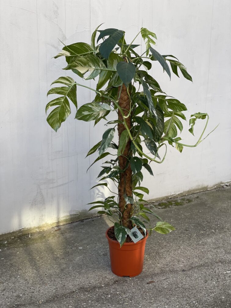 Zdjęcie rosliny doniczkowej Epipremnum pinnatum albo variegata, ujęcie 3