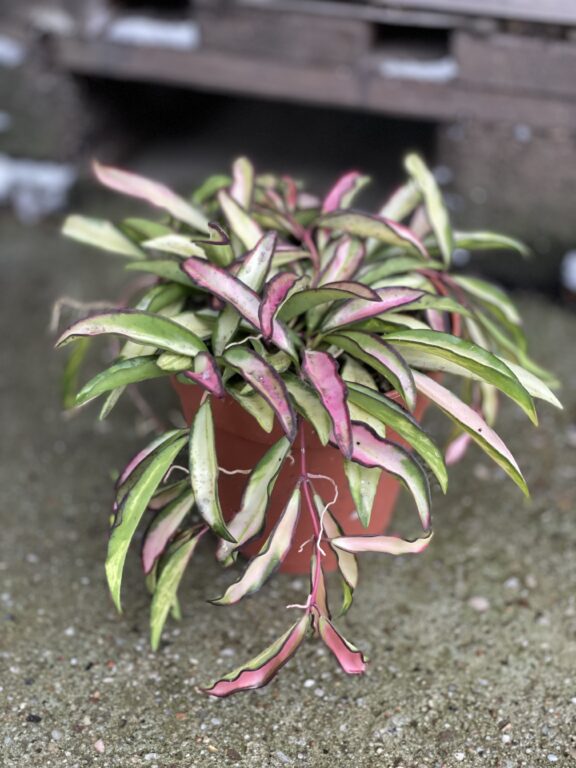 Zdjęcie rosliny doniczkowej Hoya wayetii (kentiana) variegata, ujęcie 1