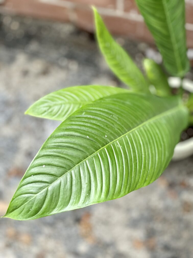 Zdjęcie rosliny doniczkowej Philodendron campii Lynette, ujęcie 3