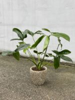 Zdjęcie rosliny doniczkowej Philodendron Fun Bun, ujęcie 1