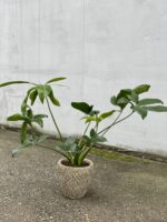 Zdjęcie rosliny doniczkowej Philodendron Fun Bun, ujęcie 3