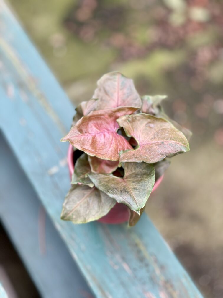 Zdjęcie rosliny doniczkowej Syngonium Maria, ujęcie 1