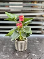 Zdjęcie rosliny doniczkowej Anthurium Cherry Love, ujęcie 2