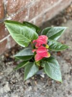 Zdjęcie rosliny doniczkowej Anthurium Cherry Love, ujęcie 5