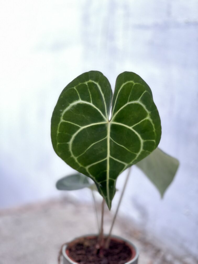 Zdjęcie rosliny doniczkowej Anthurium clarinervum, ujęcie 4