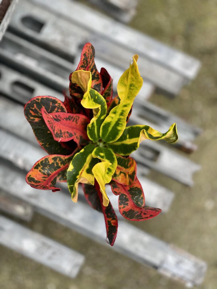 Zdjęcie rosliny doniczkowej Codiaeum variegatum Mammi (Kroton), ujęcie 3