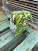 Zdjęcie rosliny doniczkowej Epipremnum pinnatum variegata, ujęcie 4