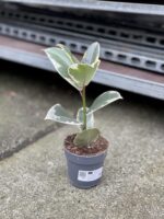 Zdjęcie rosliny doniczkowej Ficus Elastica Tineke, ujęcie 2