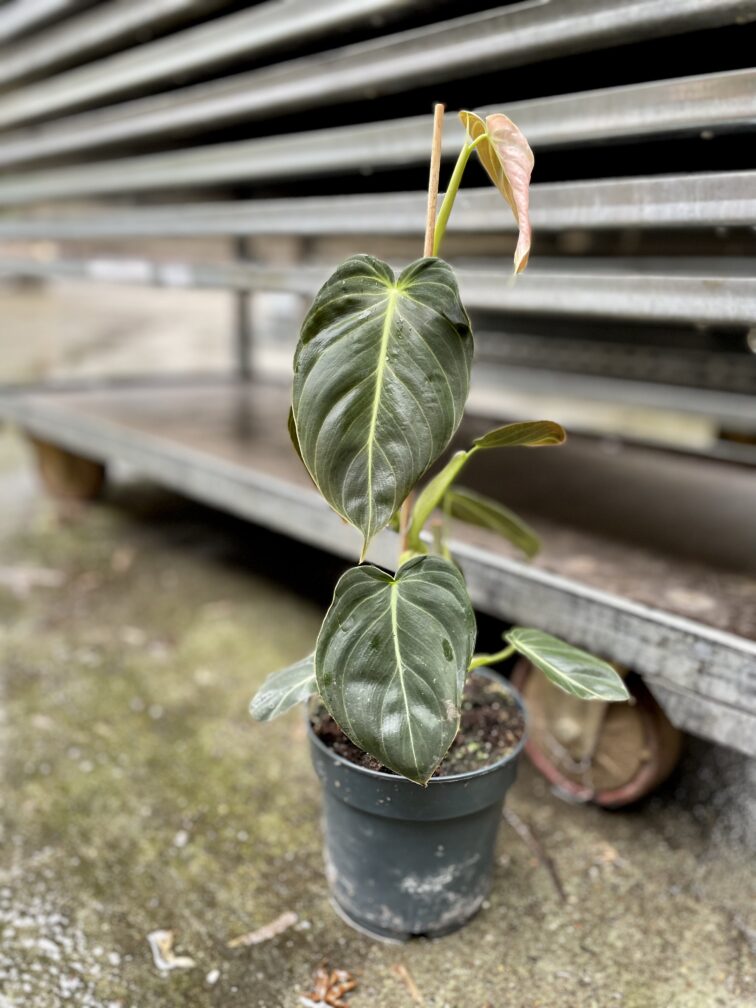 Zdjęcie rosliny doniczkowej Philodendron melanochrysum, ujęcie 1