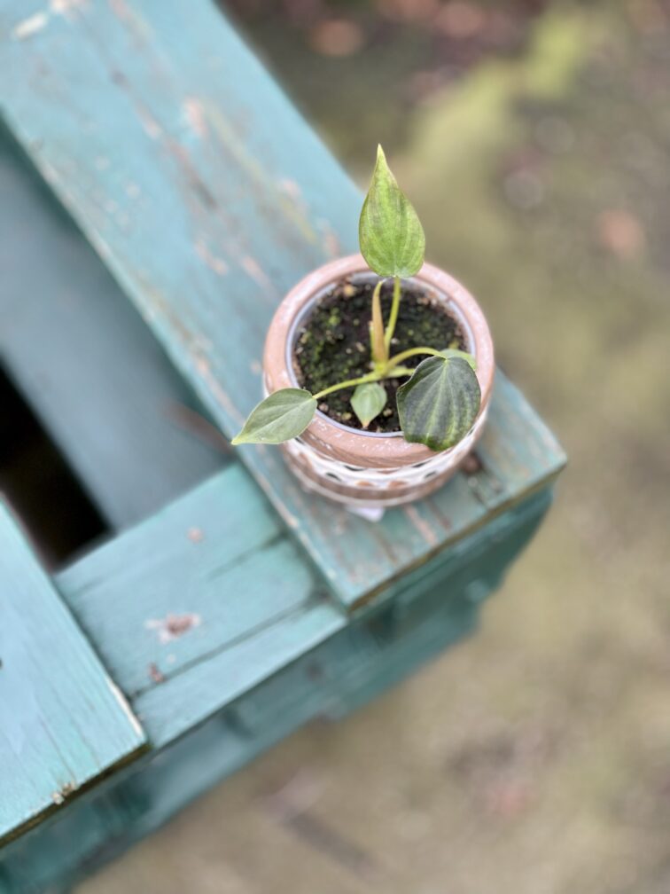 Zdjęcie rosliny doniczkowej Philodendron Verrucosum, ujęcie 1