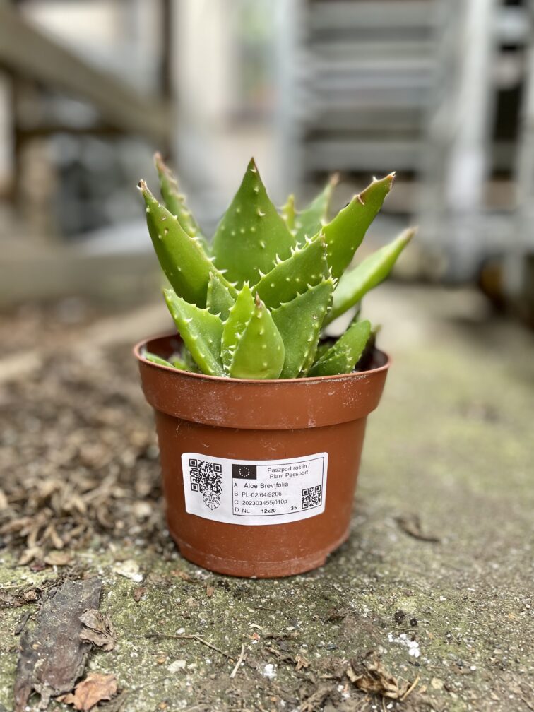 Zdjęcie rosliny doniczkowej Aloe Brevifolia, ujęcie 2