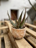 Zdjęcie rosliny doniczkowej Aloe vera Red Shade, ujęcie 1