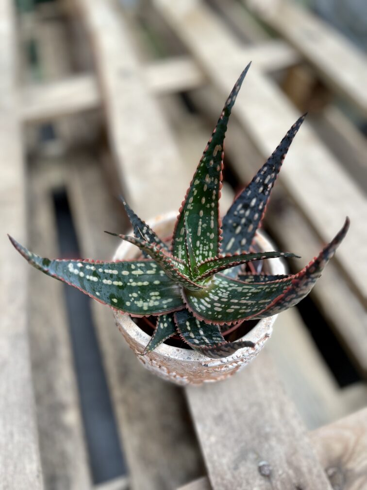 Zdjęcie rosliny doniczkowej Aloe vera Red Shade, ujęcie 2