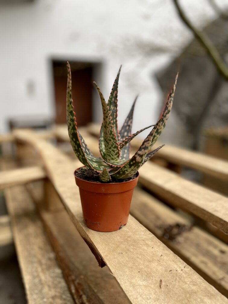 Zdjęcie rosliny doniczkowej Aloe vera Red Shade, ujęcie 3