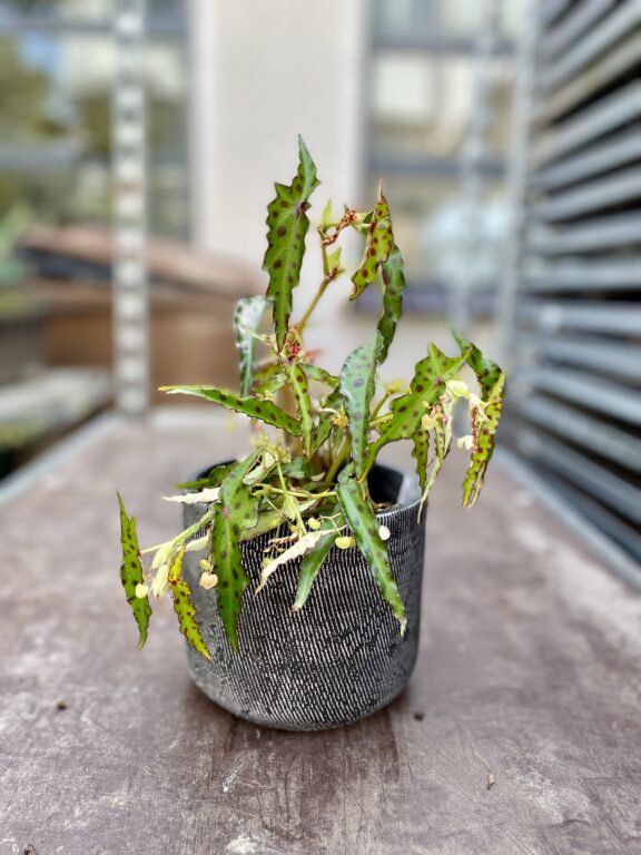 Zdjęcie rosliny doniczkowej Begonia Amphioxus, ujęcie 1