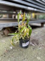 Zdjęcie rosliny doniczkowej Begonia Amphioxus, ujęcie 2