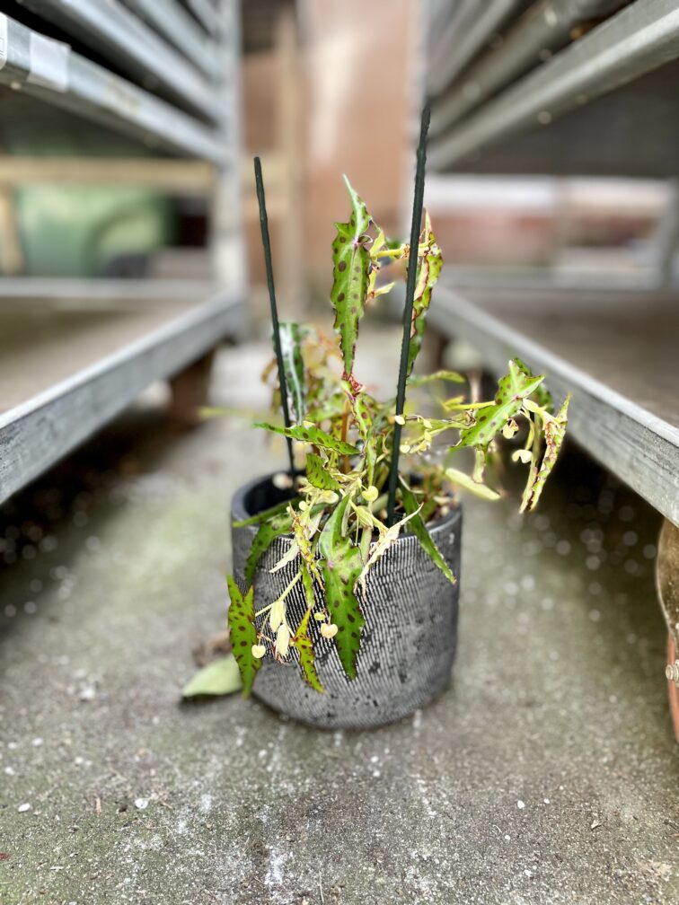 Zdjęcie rosliny doniczkowej Begonia Amphioxus, ujęcie 3