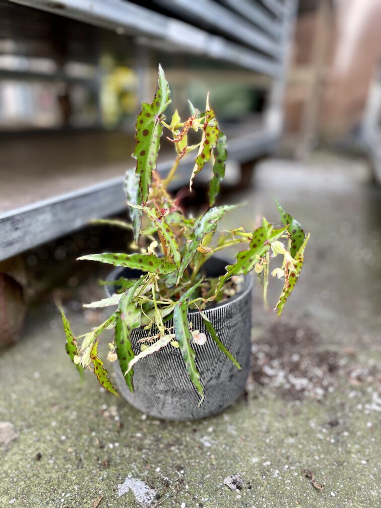 Zdjęcie rosliny doniczkowej Begonia Amphioxus, ujęcie 4