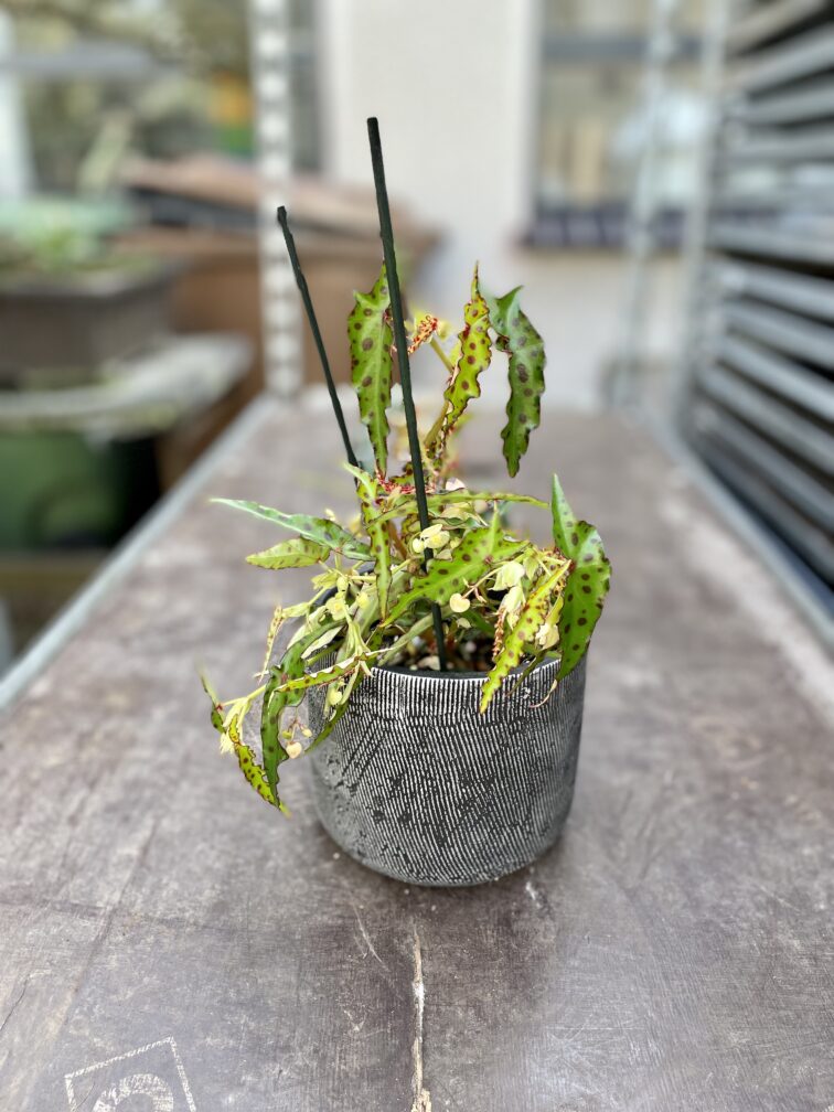Zdjęcie rosliny doniczkowej Begonia Amphioxus, ujęcie 5