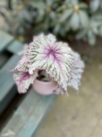 Zdjęcie rosliny doniczkowej Begonia Asian Tundra, ujęcie 2