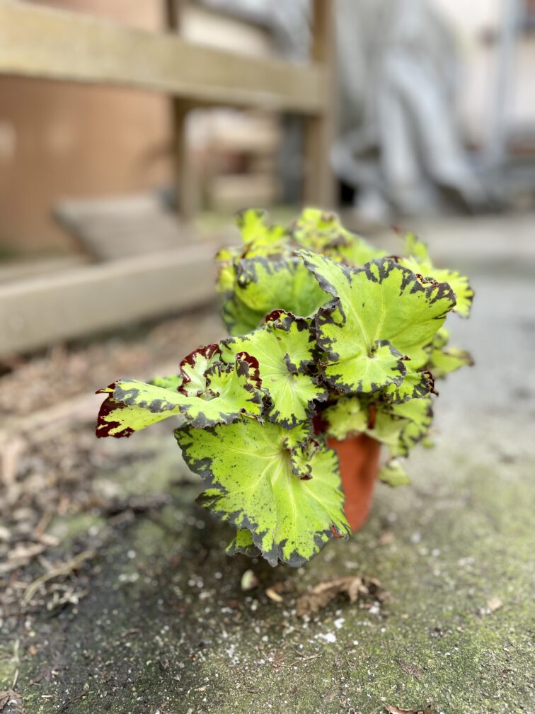 Zdjęcie rosliny doniczkowej Begonia rex Jive, ujęcie 4
