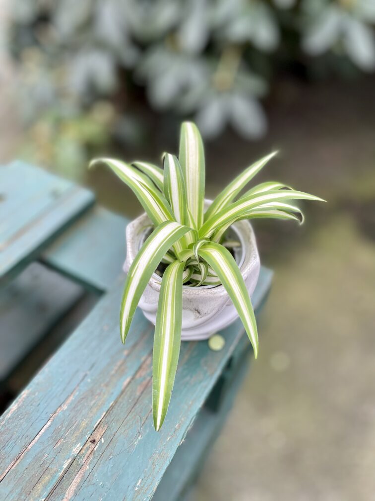 Zdjęcie rosliny doniczkowej Chlorophytum comosum Bonnie (Zielistka), ujęcie 1