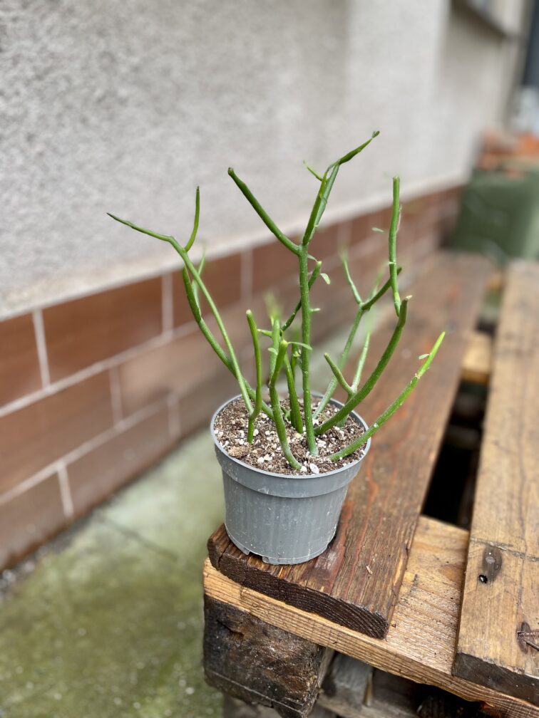 Zdjęcie rosliny doniczkowej Euphorbia Tirucalli, ujęcie 2