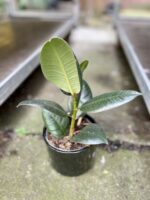 Zdjęcie rosliny doniczkowej Ficus elastica Robusta, ujęcie 1