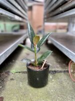 Zdjęcie rosliny doniczkowej Ficus elastica Robusta, ujęcie 4