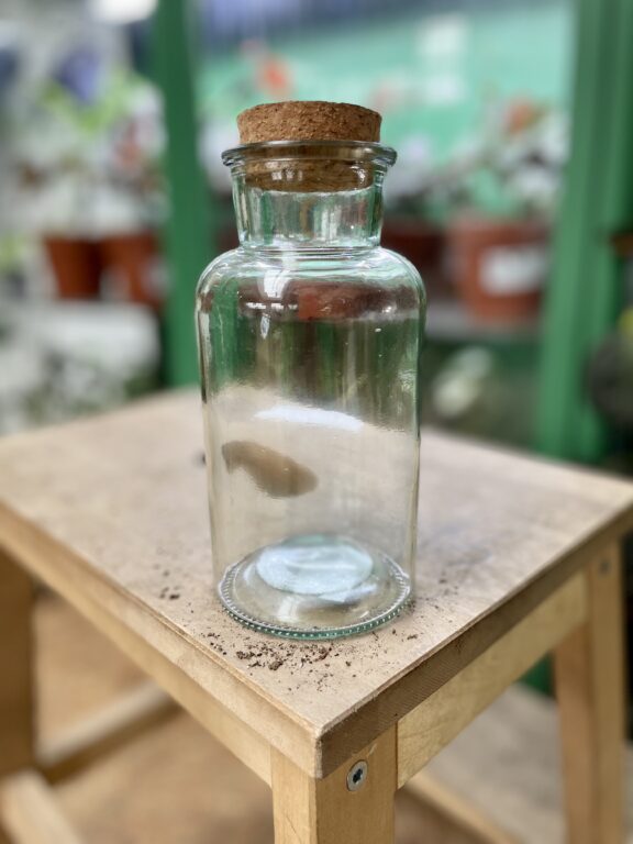 Zdjęcie rosliny doniczkowej Glass Vase Esp with cork, ujęcie 1