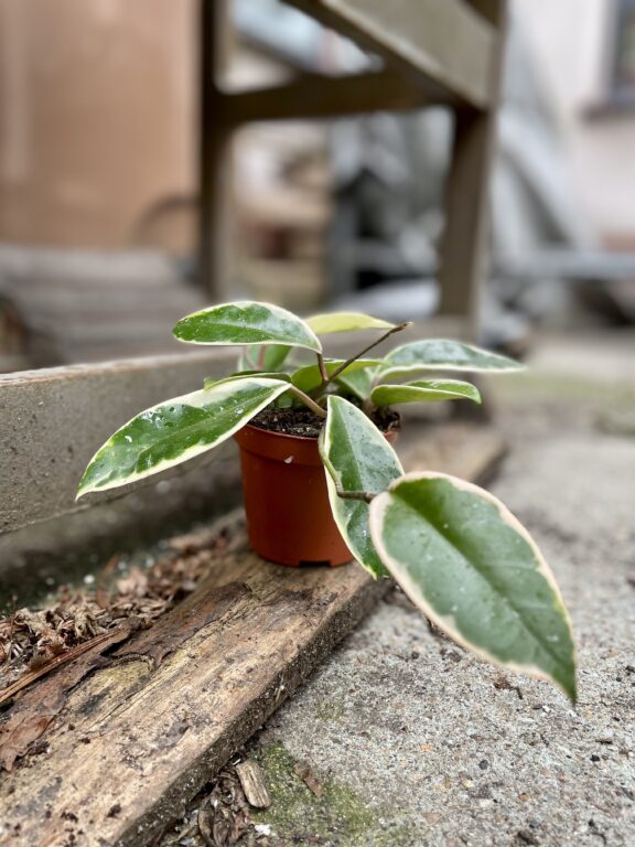 Zdjęcie rosliny doniczkowej Hoya krimson queen, ujęcie 1