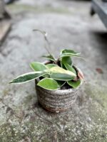 Zdjęcie rosliny doniczkowej Hoya krimson queen, ujęcie 2