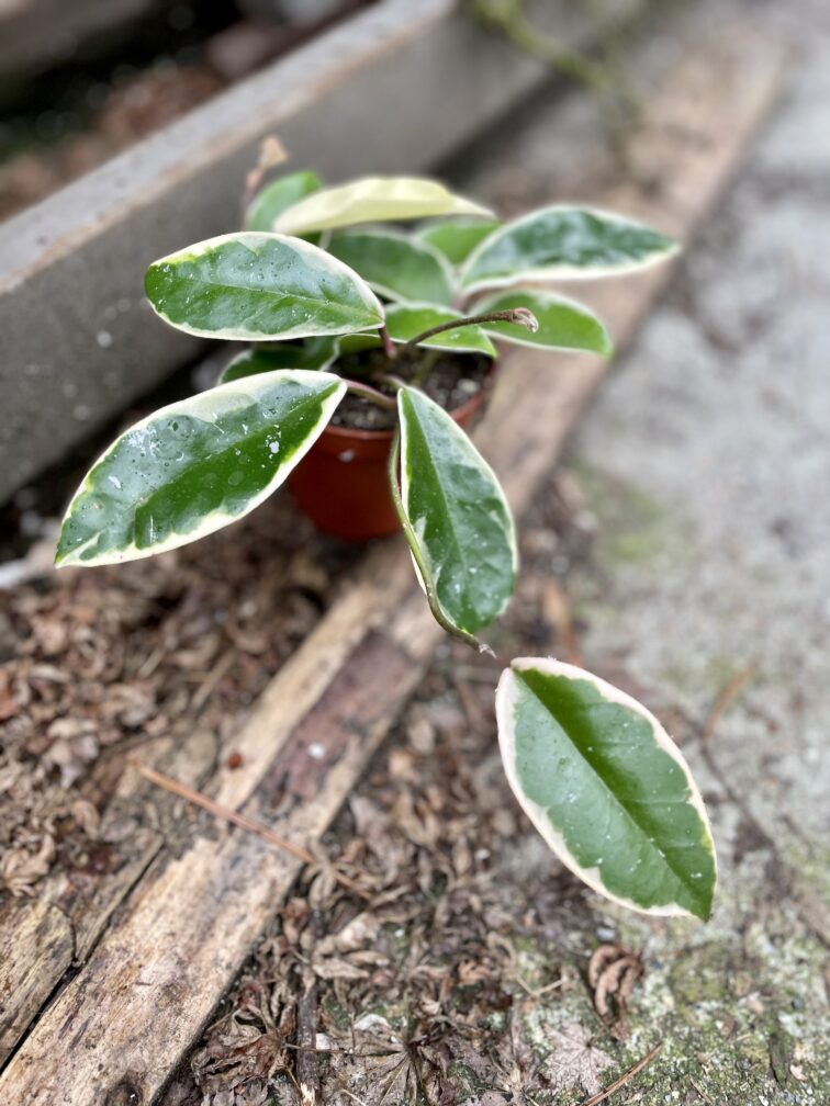 Zdjęcie rosliny doniczkowej Hoya krimson queen, ujęcie 3