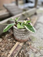 Zdjęcie rosliny doniczkowej Hoya krimson queen, ujęcie 4