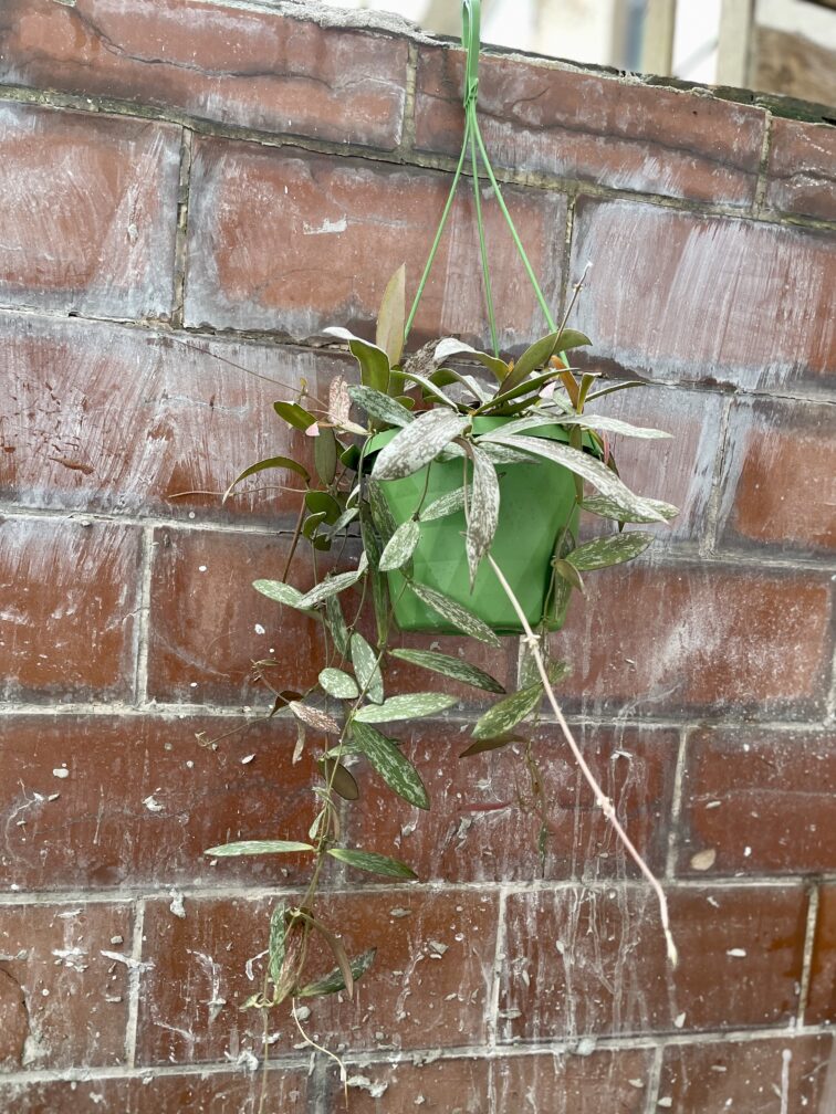 Zdjęcie rosliny doniczkowej Hoya Sigillatis, ujęcie 3