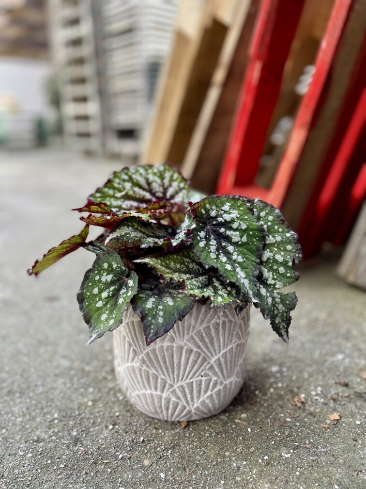 Zdjęcie doniczki lub oslonki: Osłonka Seaside 13x14 cm, ujęcie 2