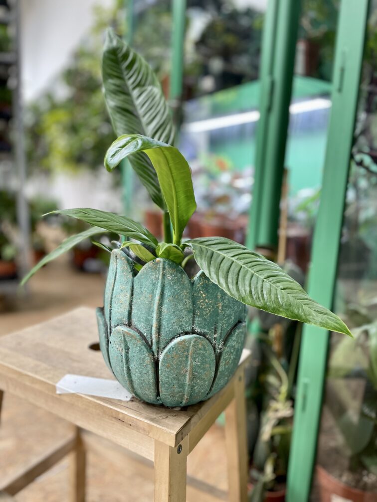 Zdjęcie doniczki lub oslonki: Osłonka Tulip 14x19 cm, ujęcie 2