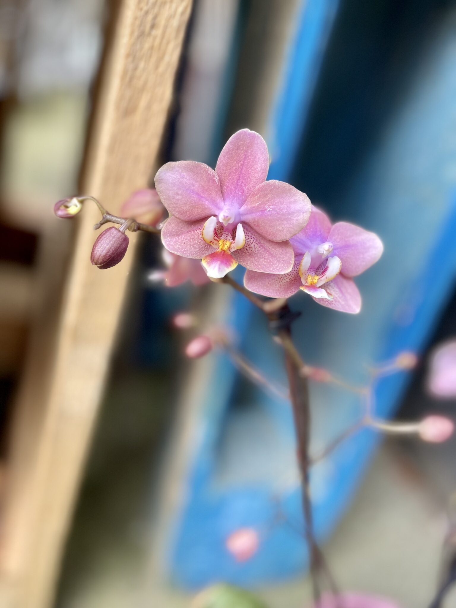 Phalaenopsis Odorion (pachnący) - Jungle Boogie