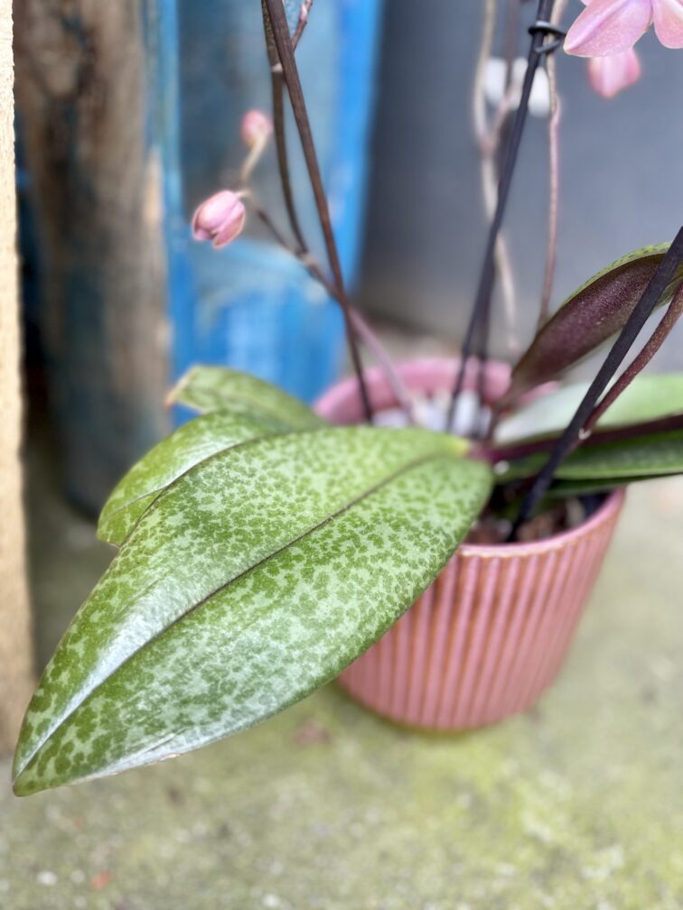 Zdjęcie rosliny doniczkowej Phalaenopsis Odorion (pachnący), ujęcie 4